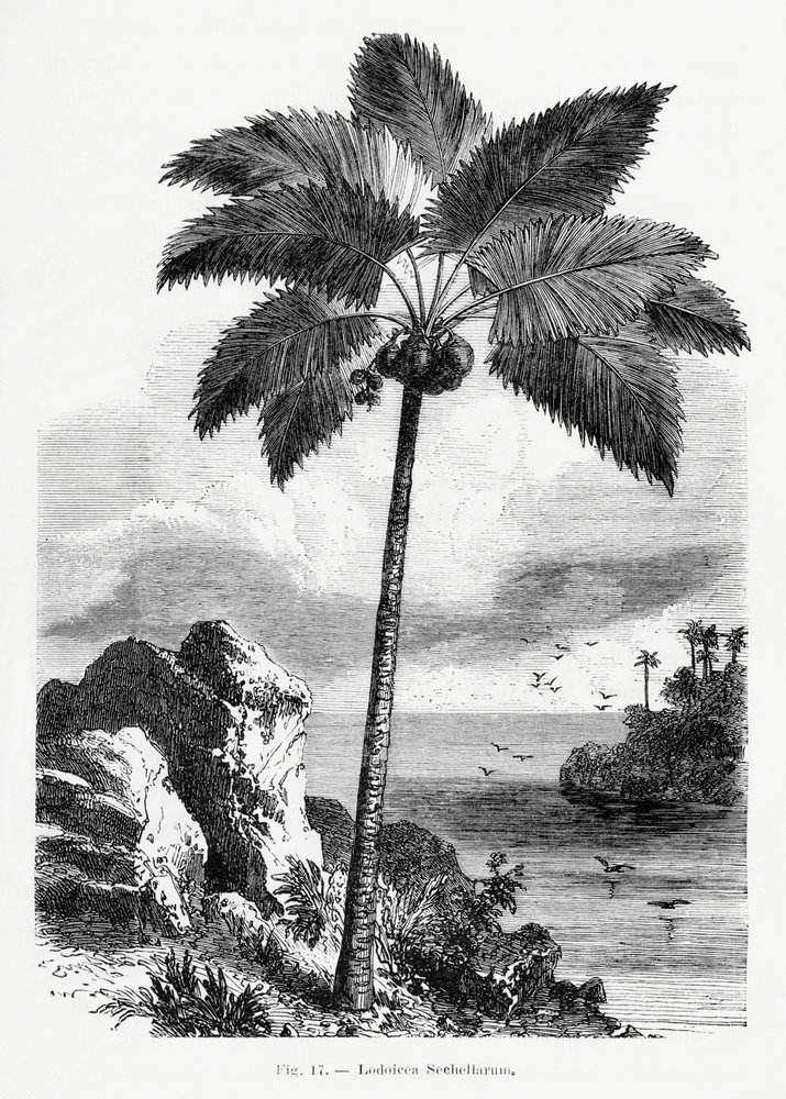 Disegno vintage di una palma I da Les Palmiers Histoire Iconographique