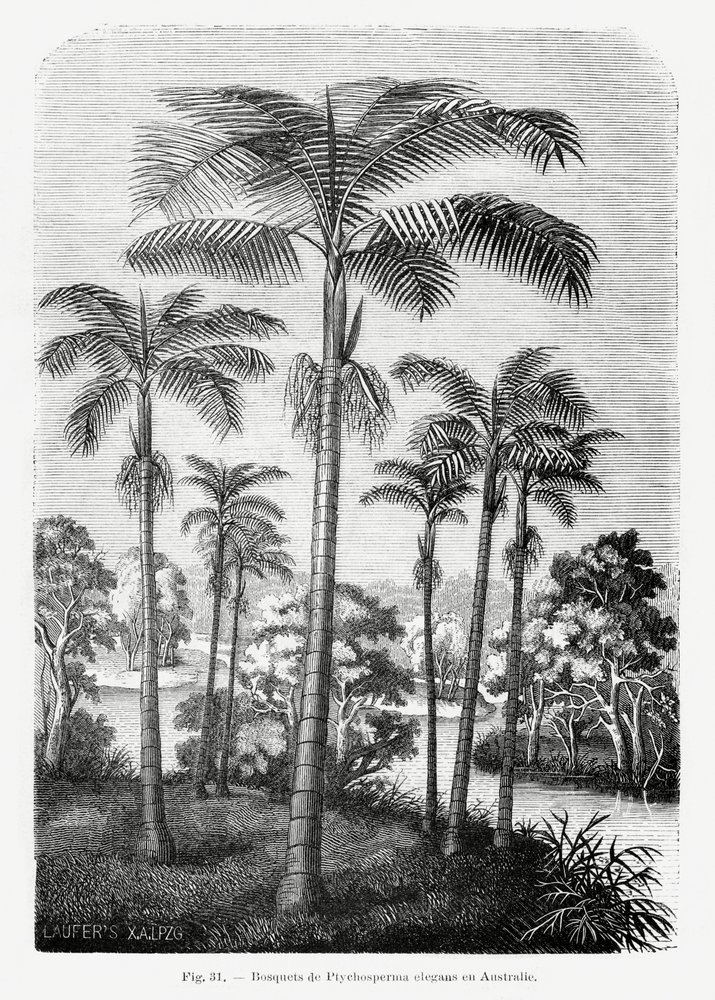 Disegno vintage di una palma II da Les Palmiers Histoire Iconographique