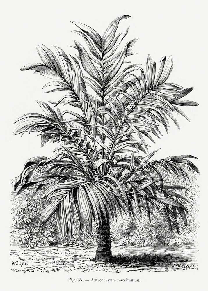 Disegno vintage di una palma Ix da Les Palmiers Histoire Iconographique