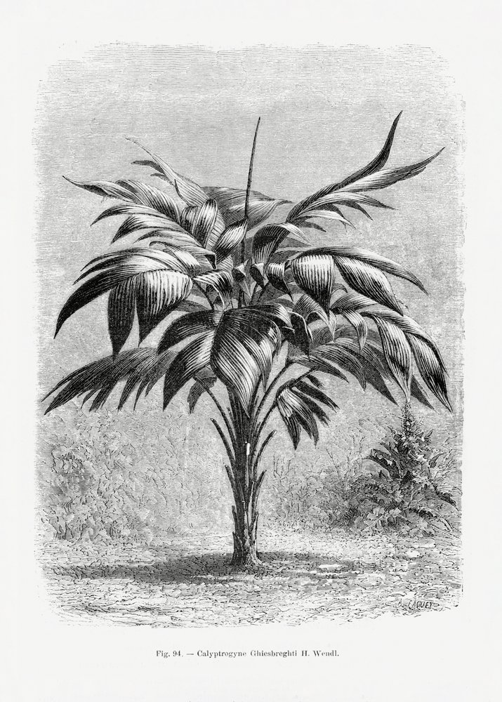 Disegno vintage di una palma VIII da Les Palmiers Histoire Iconographique