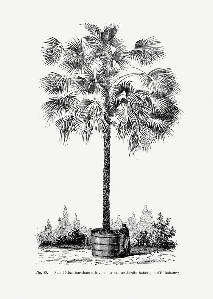 Disegno vintage di una palma X da Les Palmiers Histoire Iconographique