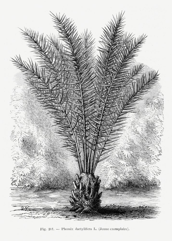 Disegno vintage di una palma XIII da Les Palmiers Histoire Iconographique