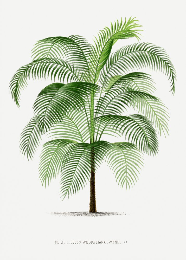 Xi Cocos Weddeliana da Les Palmiers Histoire Iconographique