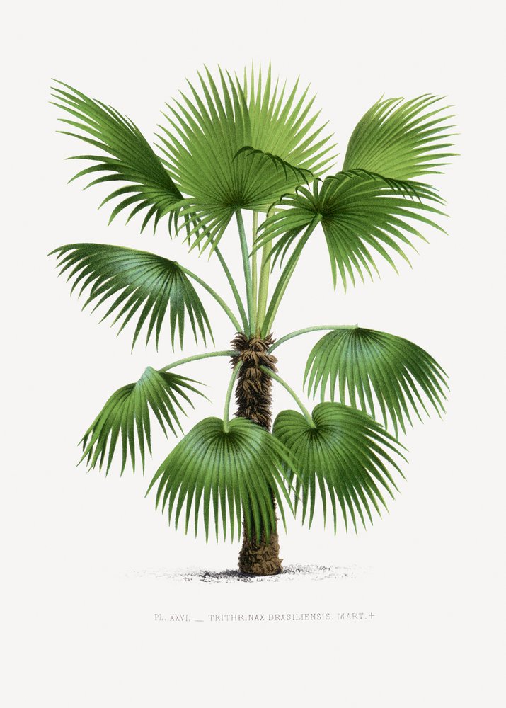 XXVI Trithrinax B da Les Palmiers Histoire Iconographique