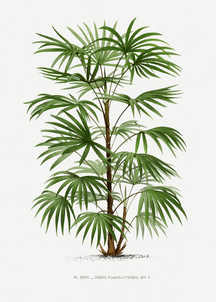 Xxxvi Rhapis F da Les Palmiers Histoire Iconographique