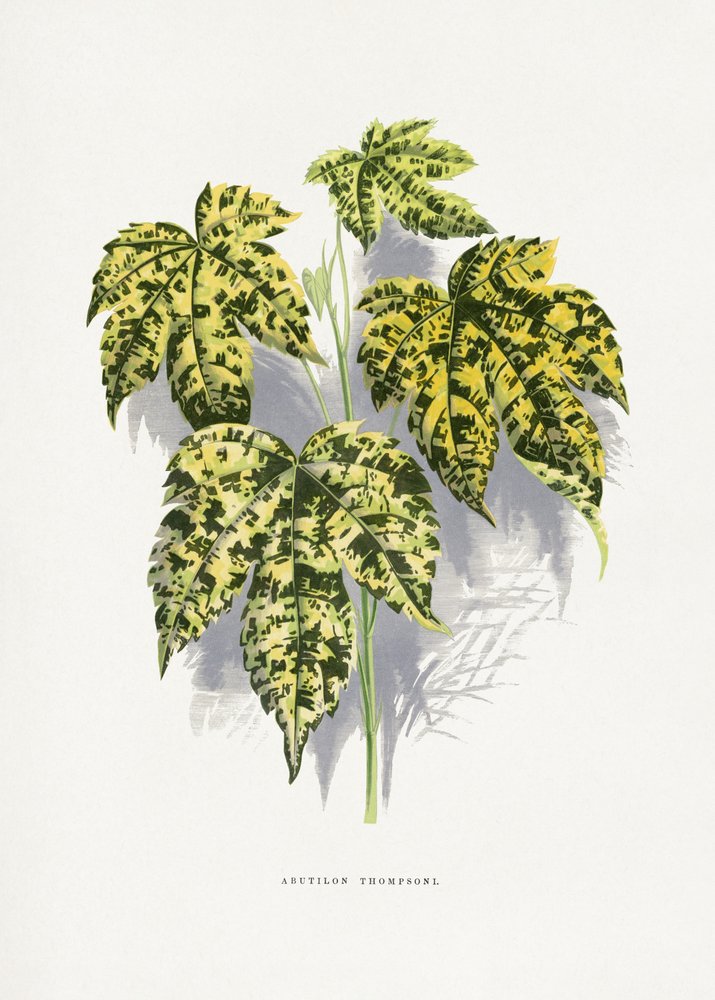 Illustrazione della foglia di Abutilon thompsoni da Les Plantes a Feuillage Colore