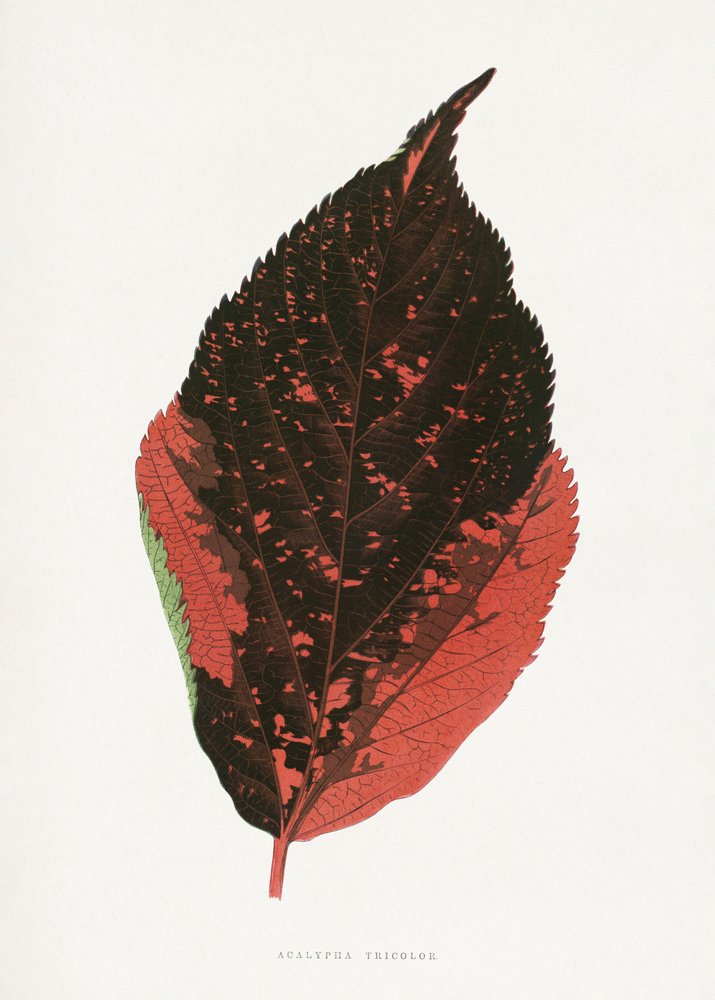 Illustrazione della foglia dell