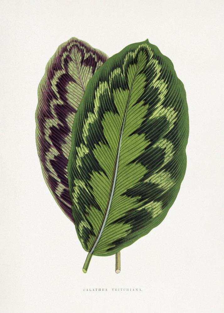 Illustrazione di una foglia di Calathea Veitchiana da Les Plantes a Feuillage Colore