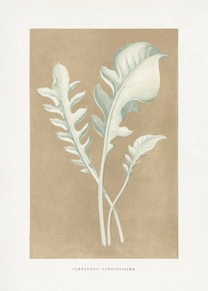 Illustrazione della foglia di Centaurea candidissima da Les Plantes a Feuillage Colore