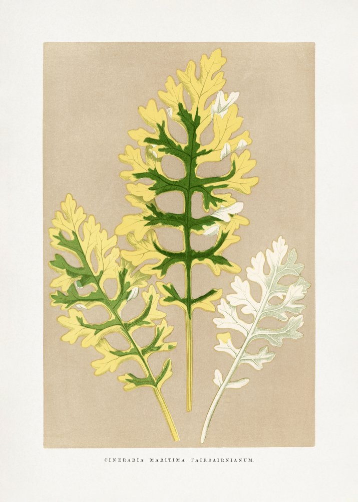Illustrazione della foglia di Cineraria maritima 