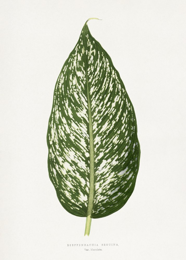Illustrazione della foglia di Dieffenbachia Seguina da Les Plantes a Feuillage Colore