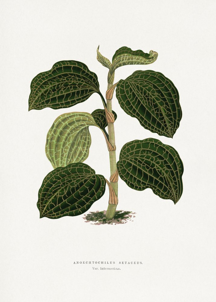Illustrazione di una foglia verde di Anoechtochilus setaceus da Les Plantes a Feuillage Colore