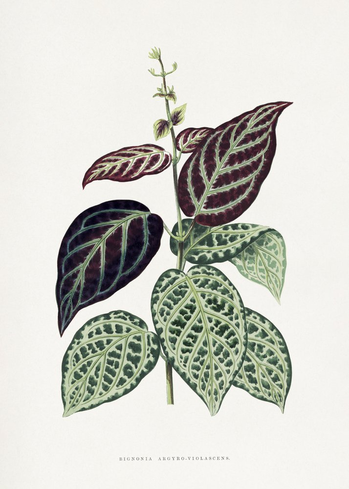 Illustrazione della foglia della Bignonia argyro violascens verde da Les Plantes a Feuillage Colore