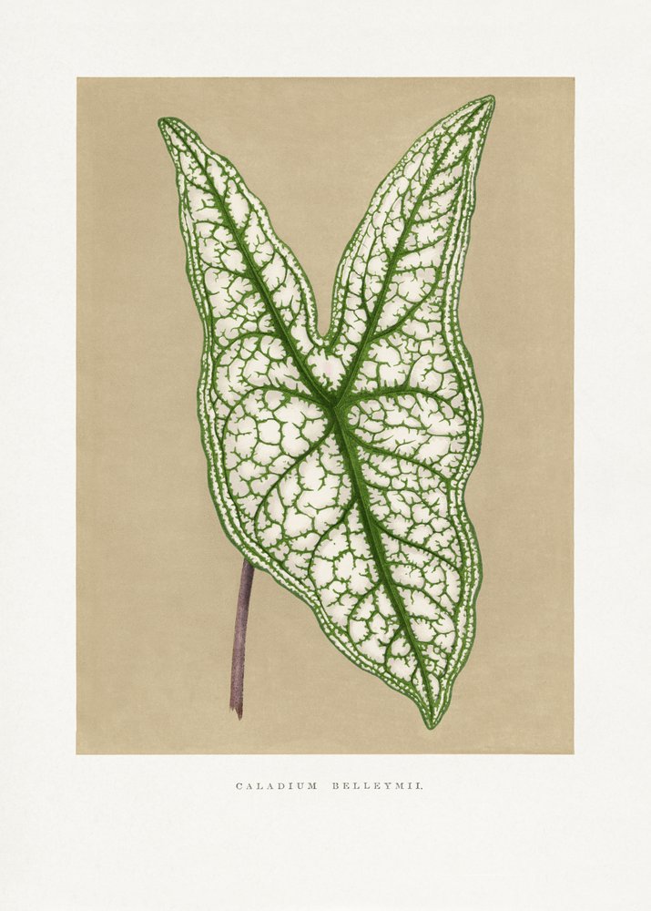 Illustrazione della foglia di Caladium Belleymii verde da Les Plantes a Feuillage Colore