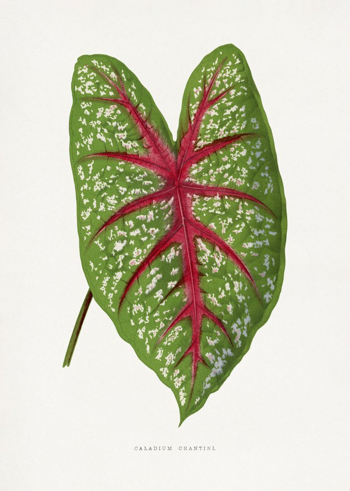 Illustrazione della foglia di caladium verde "Chantini" da Les Plantes a Feuillage Colore