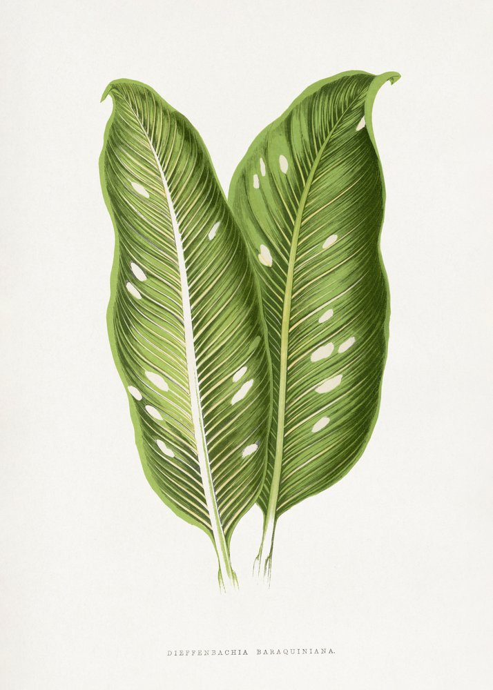 Illustrazione di una foglia verde di Dieffenbachia Baraquiniana da Les Plantes a Feuillage Colore