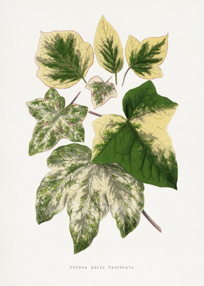 Illustrazione di una foglia verde da Les Plantes a Feuillage Colore