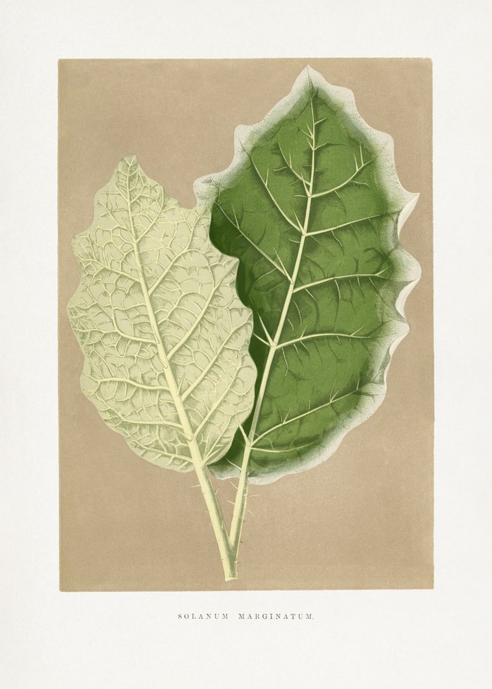 Illustrazione di una foglia verde di Solanum marginatum da Les Plantes a Feuillage Colore