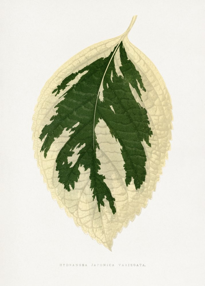 Illustrazione di una foglia di Hydrangea japonica variegata da Les Plantes a Feuillage Colore