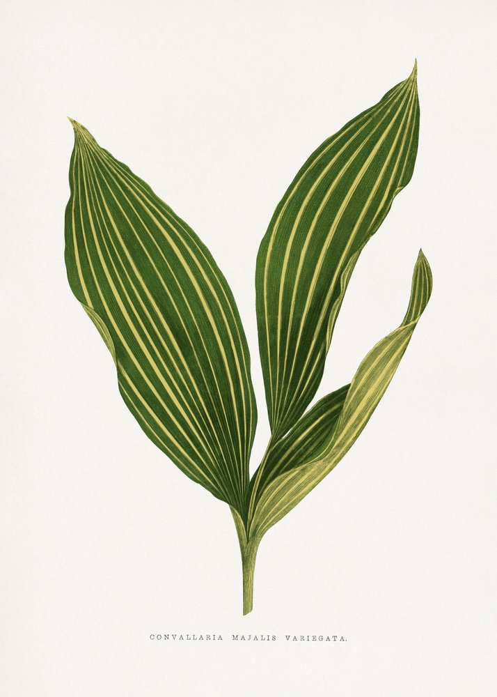 Illustrazione di una foglia di mughetto da Les Plantes a Feuillage Colore