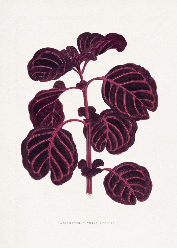 Illustrazione della foglia di Achyranthes verschaffeltii rosa da Les Plantes a Feuillage Colore