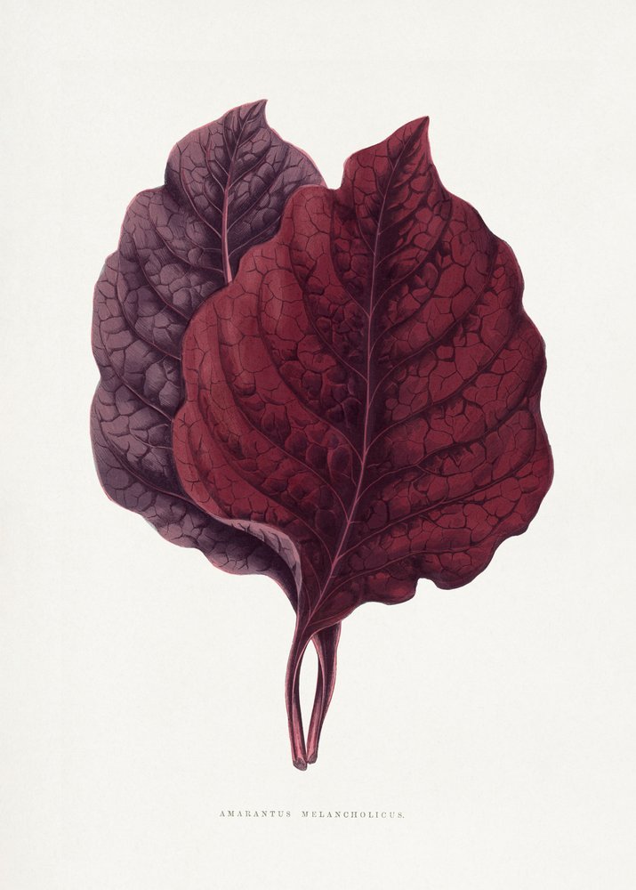 Illustrazione di una foglia di amaranto rosa da Les Plantes a Feuillage Colore
