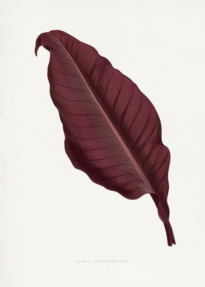 Illustrazione di una foglia di Canna atronigricans rosa da Les Plantes a Feuillage Colore