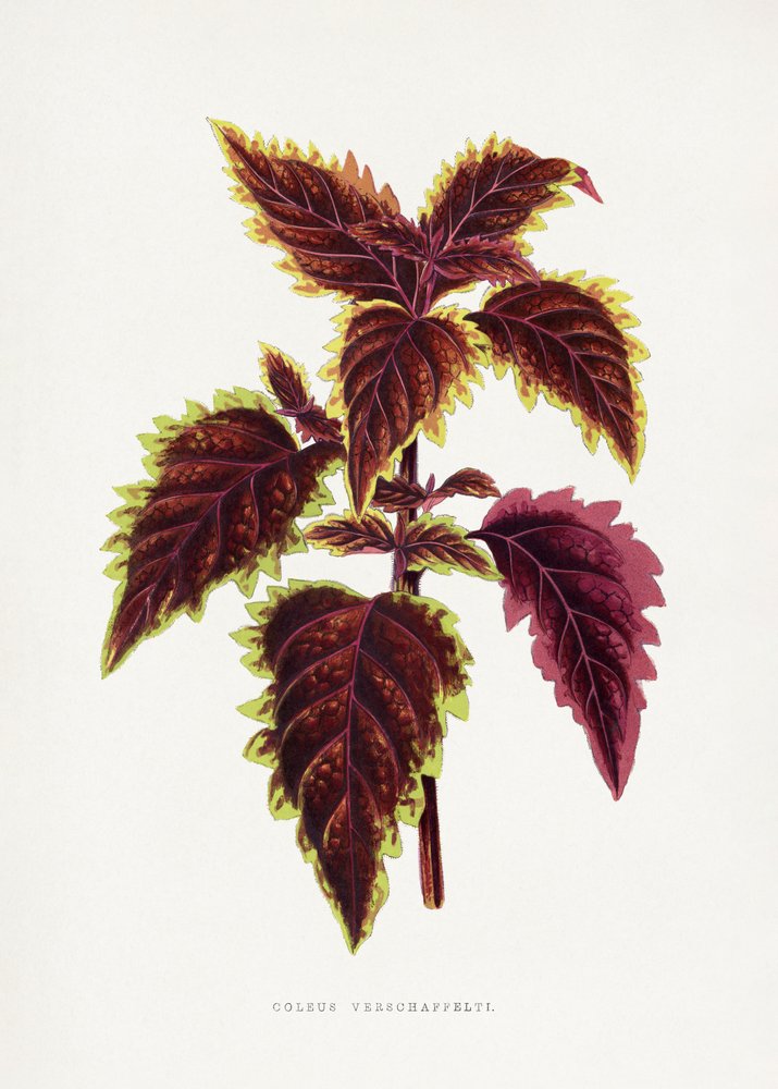 Illustrazione di una foglia di coleus rosa da Les Plantes a Feuillage Colore