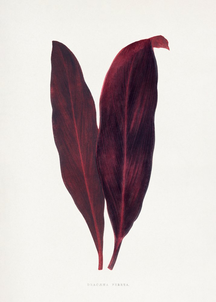 Illustrazione di una foglia di Dracaena ferrea rosa da Les Plantes a Feuillage Colore