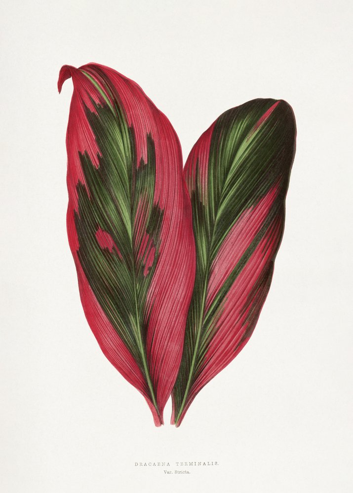 Illustrazione di una foglia di Dracaena terminalis rosa da Les Plantes a Feuillage Colore