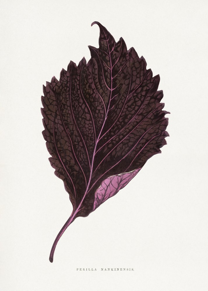 Illustrazione della foglia di perilla nankinensis rosa da Les Plantes a Feuillage Colore