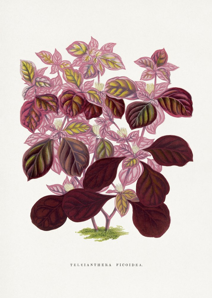 Illustrazione di una foglia rosa di Teleianthera ficoidea da Les Plantes a Feuillage Colore