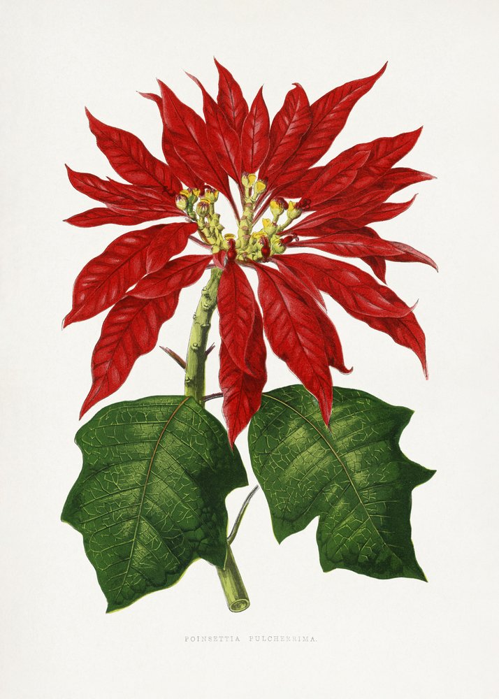 Illustrazione di una foglia di Poinsettia pulcherrima da Les Plantes a Feuillage Colore
