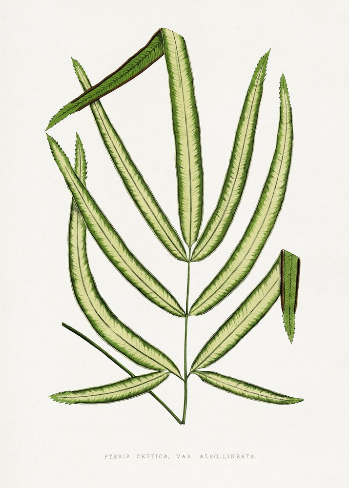 Illustrazione della foglia di Pteris cretica da Les Plantes a Feuillage Colore