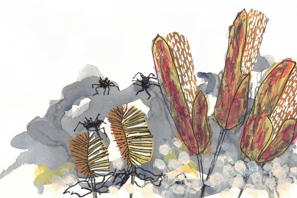 Ragni botanici del genere Banksia da Lori Ann Folz