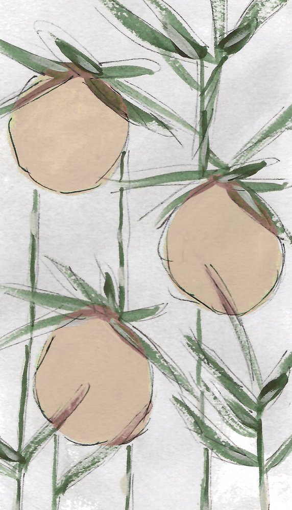 Pesche fresche dipinte da Lori Ann Folz