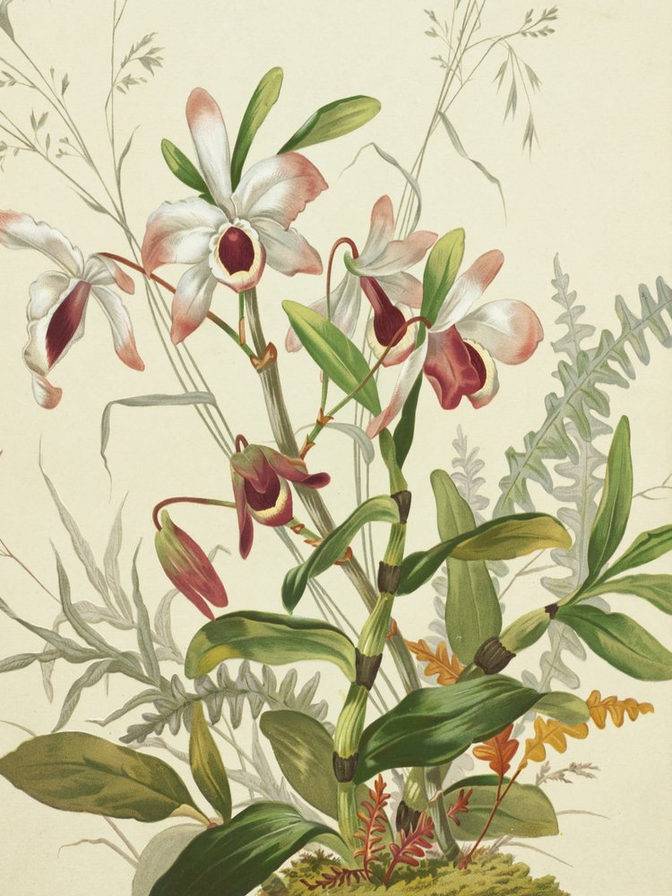 Fiori da Louis Prang