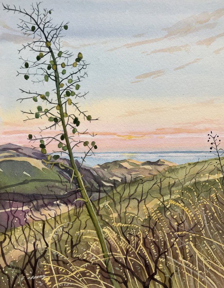 Piante costiere al tramonto da Luisa Millicent