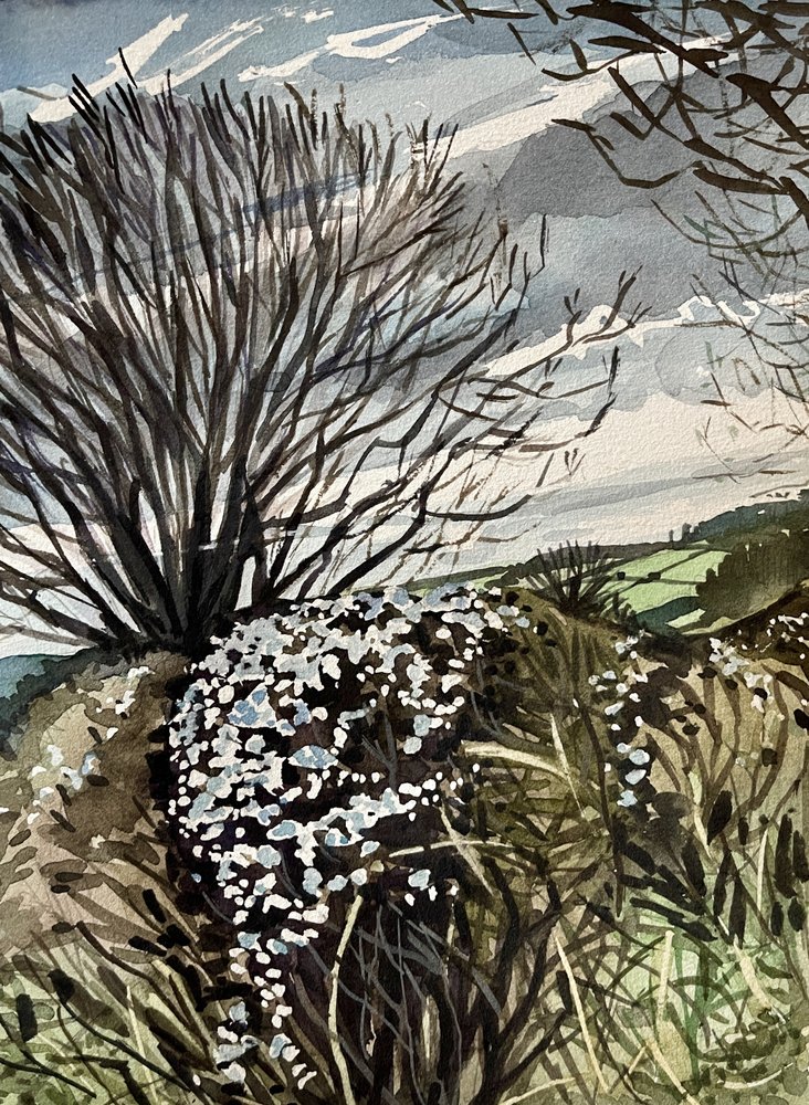 Fioritura invernale in campagna da Luisa Millicent