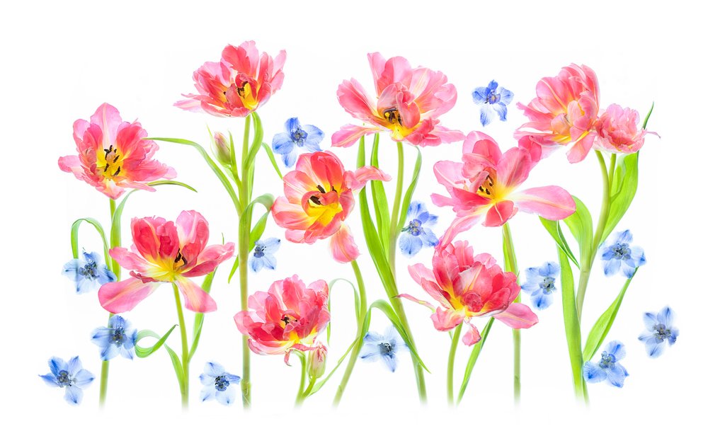 Tulipani rosa delicati da Lydia Jacobs
