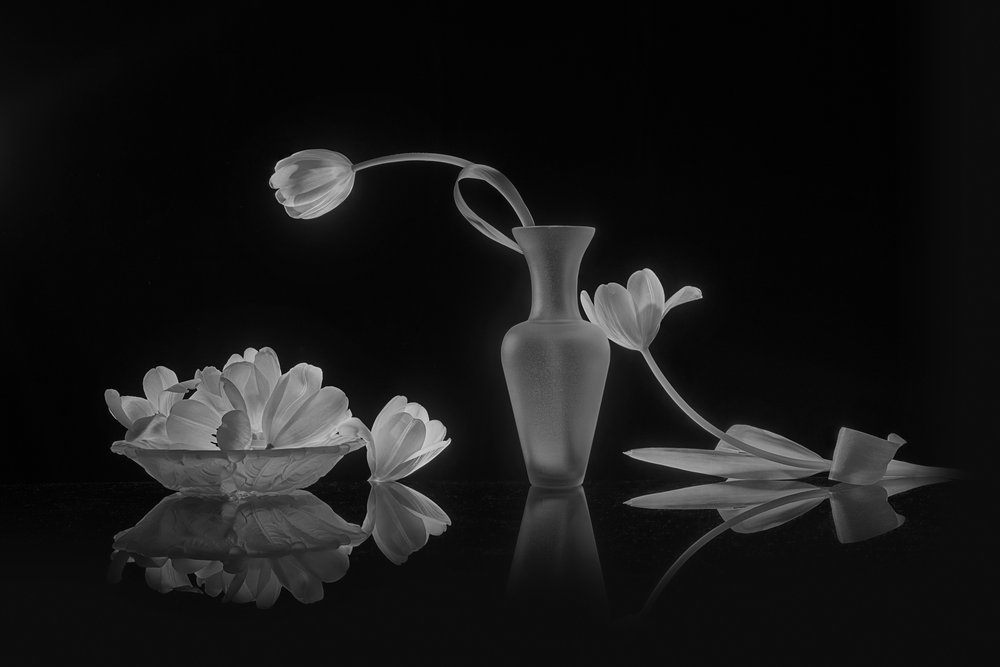 Eleganti tulipani bianchi e neri da Lydia Jacobs
