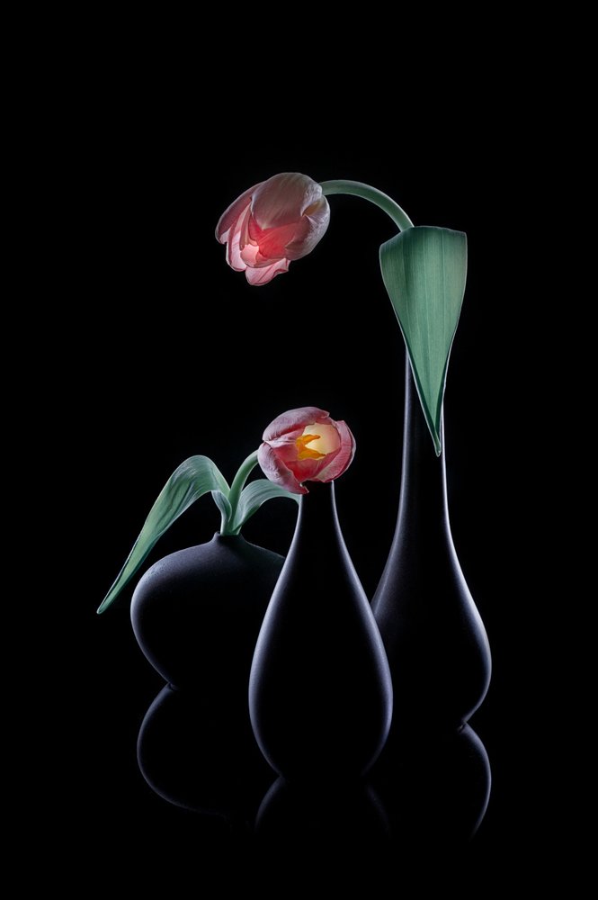 Tulipani eleganti e luminosi da Lydia Jacobs