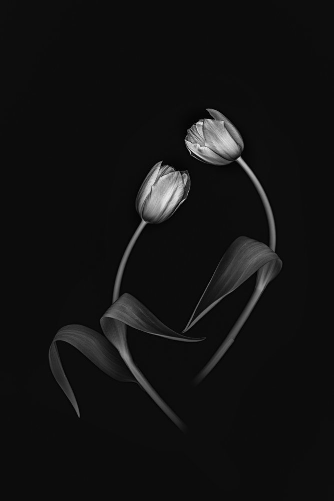 Elegante Tulip Duo da Lydia Jacobs