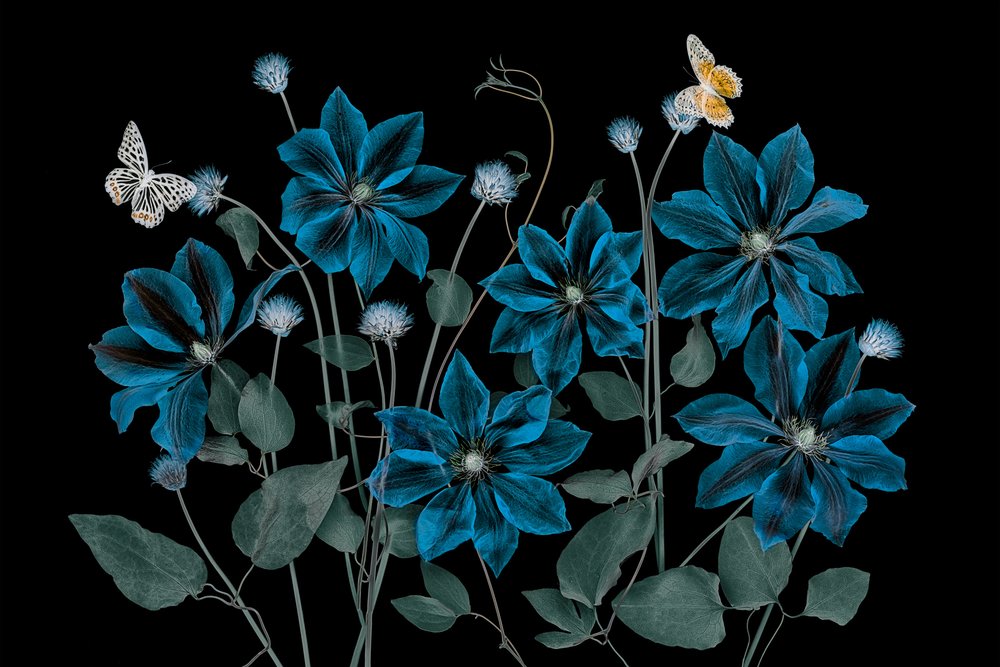 Giardino blu etereo da Lydia Jacobs