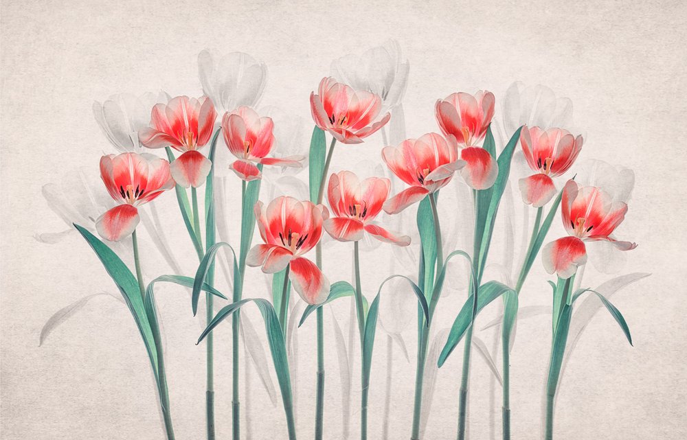 Tulipani rosa eterei da Lydia Jacobs