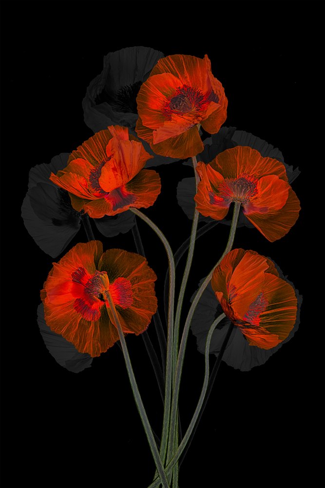 Papaveri rossi eterei da Lydia Jacobs