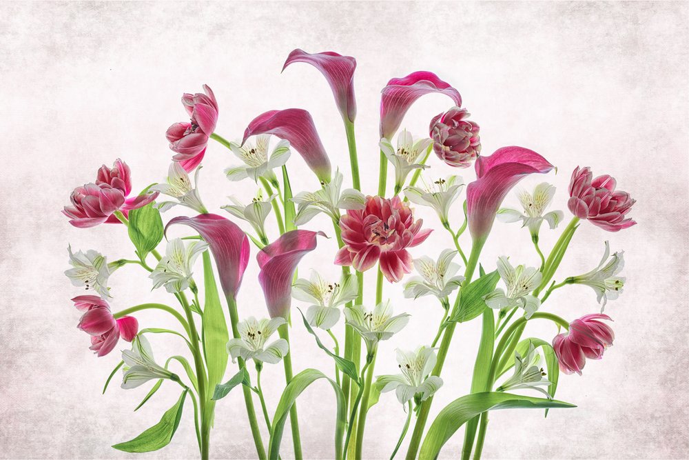 Fiori freschi rosa e bianchi da Lydia Jacobs