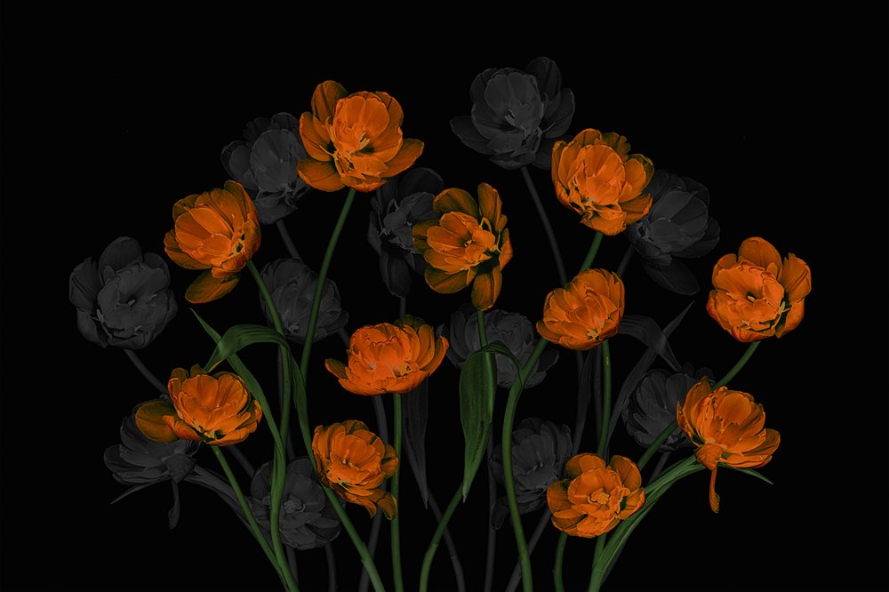 Tulipani arancioni luminosi da Lydia Jacobs