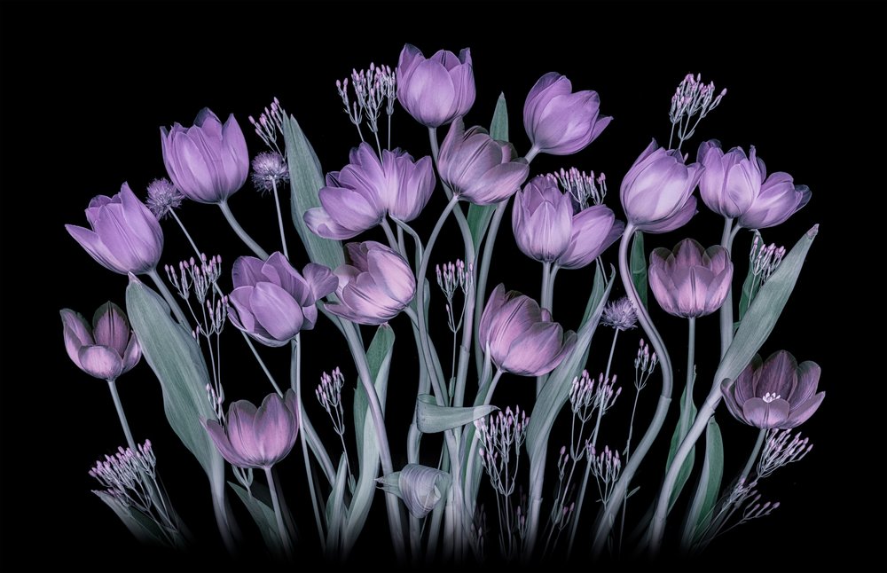 Tulipani viola luminosi da Lydia Jacobs