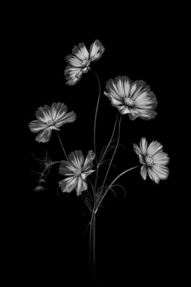 Fiori del cosmo monocromatici da Lydia Jacobs